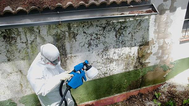 Trusted Attic Mold Removal service in Trappe, PA - Cheap Mold Removal